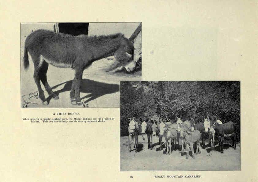 Reproducción/Reproduction 6025807378: The Burro book Pueblo, Colo. :S.M. McCandless,c1900