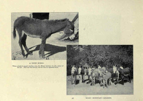 Reproducción/Reproduction 6025807378: The Burro book Pueblo, Colo. :S.M. McCandless,c1900