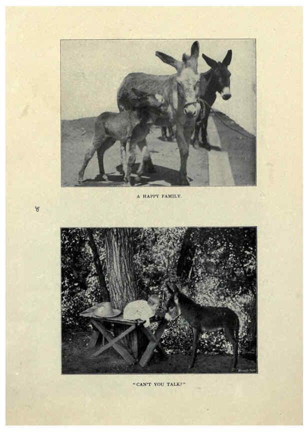 Reproducción/Reproduction 6025807764: The Burro book Pueblo, Colo. :S.M. McCandless,c1900