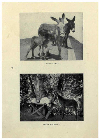 Reproducción/Reproduction 6025807764: The Burro book Pueblo, Colo. :S.M. McCandless,c1900