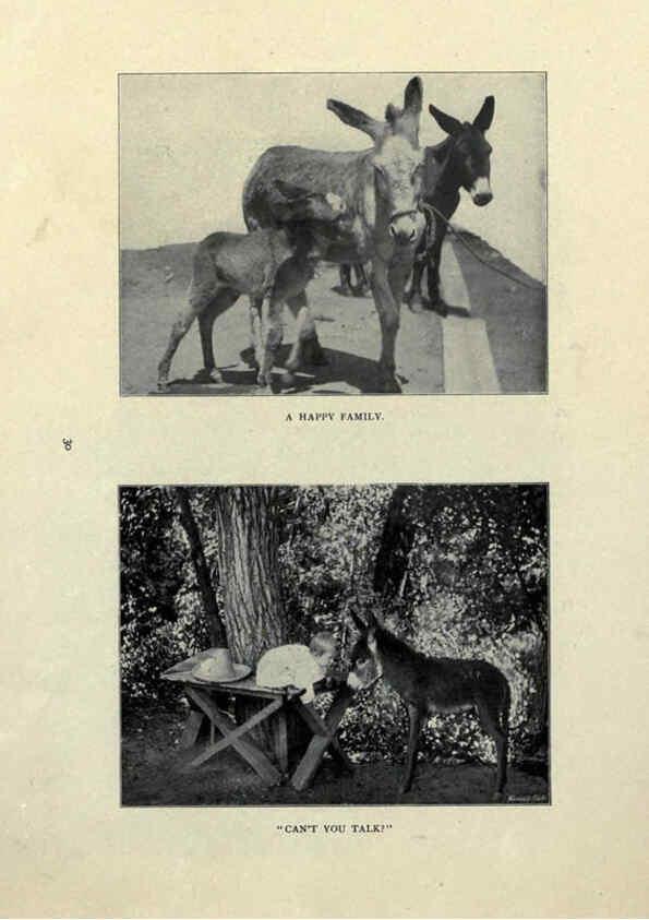 Reproducción/Reproduction 6025807764: The Burro book Pueblo, Colo. :S.M. McCandless,c1900