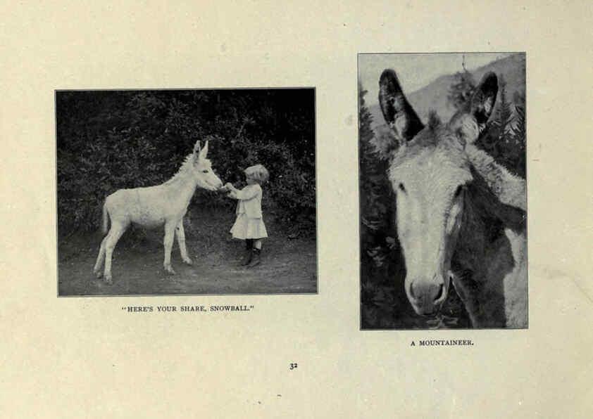 Reproducción/Reproduction 6025253073: The Burro book Pueblo, Colo. :S.M. McCandless,c1900