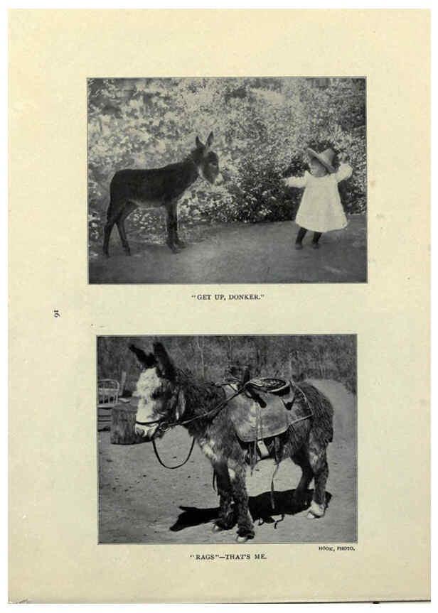 Reproducción/Reproduction 6025250127: The Burro book Pueblo, Colo. :S.M. McCandless,c1900