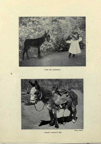 Reproducción/Reproduction 6025250127: The Burro book Pueblo, Colo. :S.M. McCandless,c1900