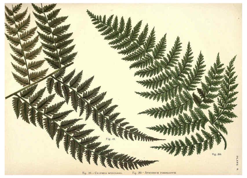 Reproducción/Reproduction 6025784144: Album of Indian ferns London :W. Day, 1887
