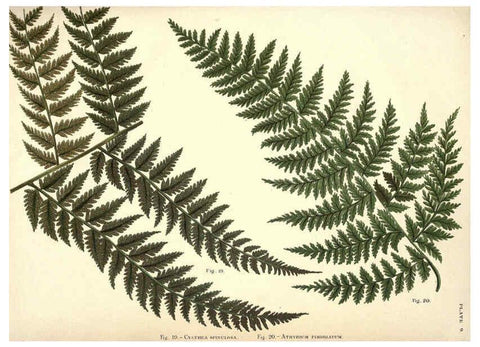 Reproducción/Reproduction 6025784144: Album of Indian ferns London :W. Day, 1887