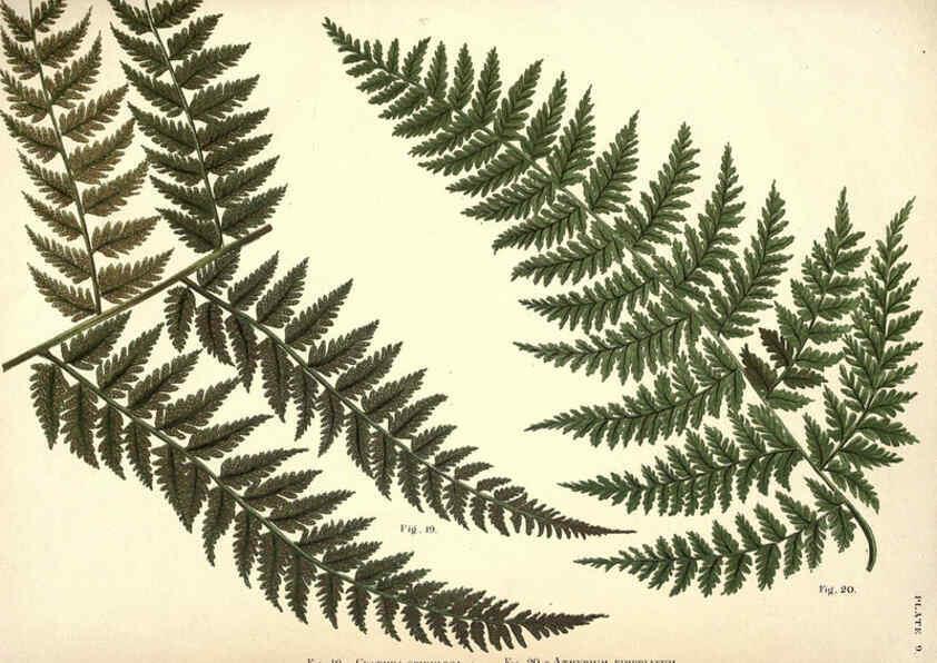 Reproducción/Reproduction 6025784144: Album of Indian ferns London :W. Day, 1887