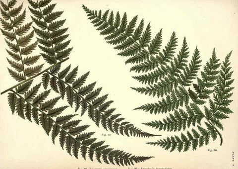 Reproducción/Reproduction 6025784144: Album of Indian ferns London :W. Day, 1887