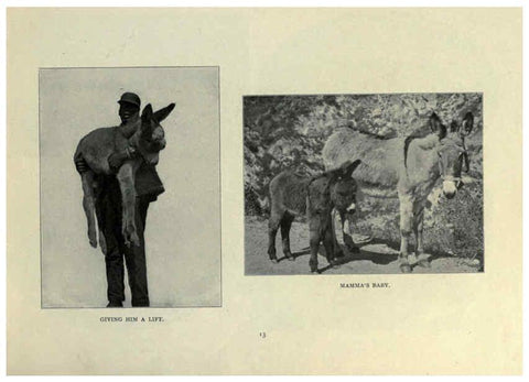 Reproducción/Reproduction 6025249581: The Burro book Pueblo, Colo. :S.M. McCandless,c1900