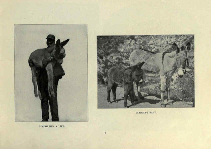 Reproducción/Reproduction 6025249581: The Burro book Pueblo, Colo. :S.M. McCandless,c1900