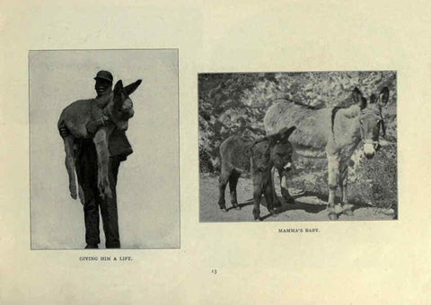 Reproducción/Reproduction 6025249581: The Burro book Pueblo, Colo. :S.M. McCandless,c1900