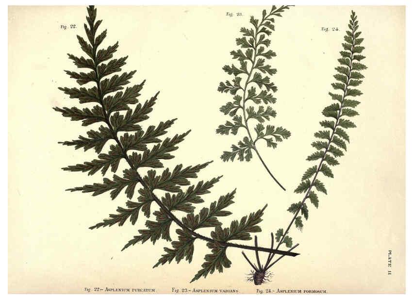 Reproducción/Reproduction 6025229829: Album of Indian ferns London :W. Day, 1887