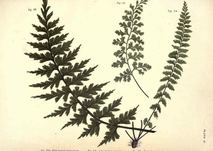Reproducción/Reproduction 6025229829: Album of Indian ferns London :W. Day, 1887