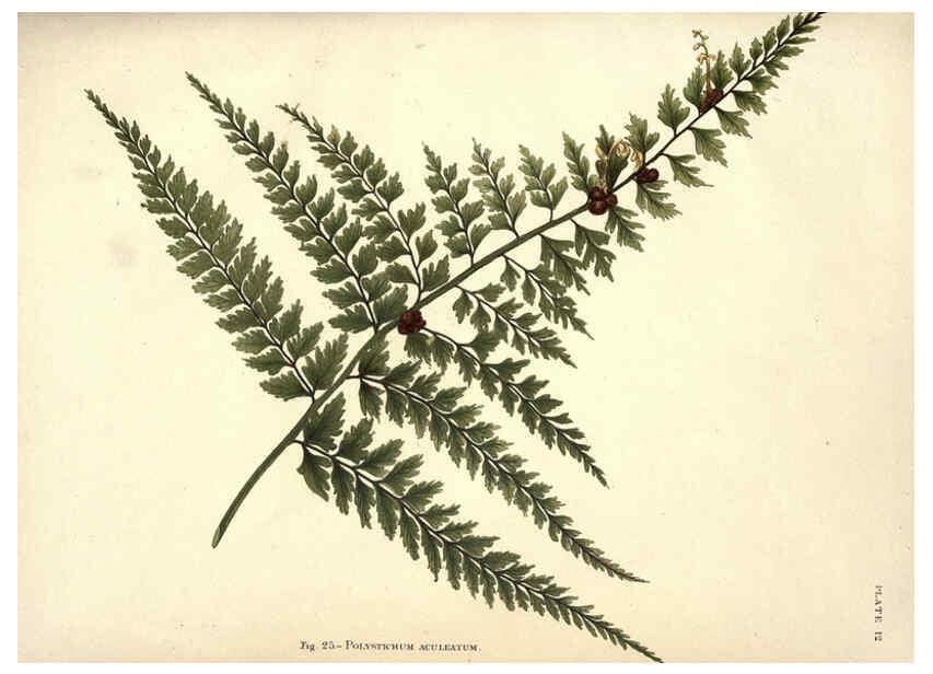Reproducción/Reproduction 6025784796: Album of Indian ferns London :W. Day, 1887
