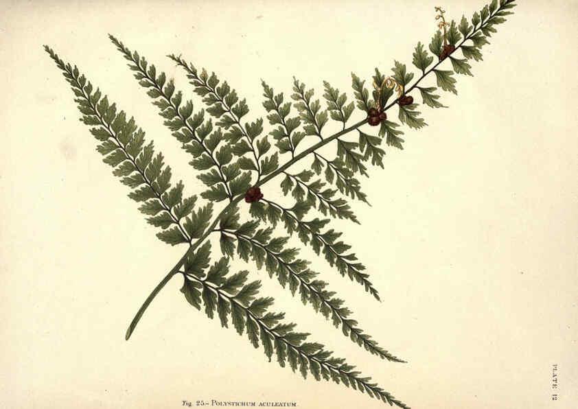 Reproducción/Reproduction 6025784796: Album of Indian ferns London :W. Day, 1887