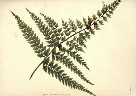 Reproducción/Reproduction 6025784796: Album of Indian ferns London :W. Day, 1887