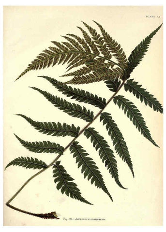 Reproducción/Reproduction 6025784986: Album of Indian ferns London :W. Day, 1887