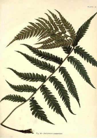 Reproducción/Reproduction 6025784986: Album of Indian ferns London :W. Day, 1887