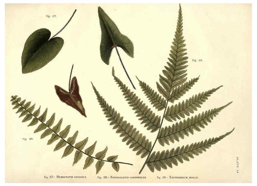 Reproducción/Reproduction 6025785252: Album of Indian ferns London :W. Day, 1887