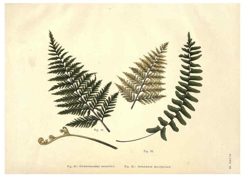 Reproducción/Reproduction 6025230927: Album of Indian ferns London :W. Day, 1887