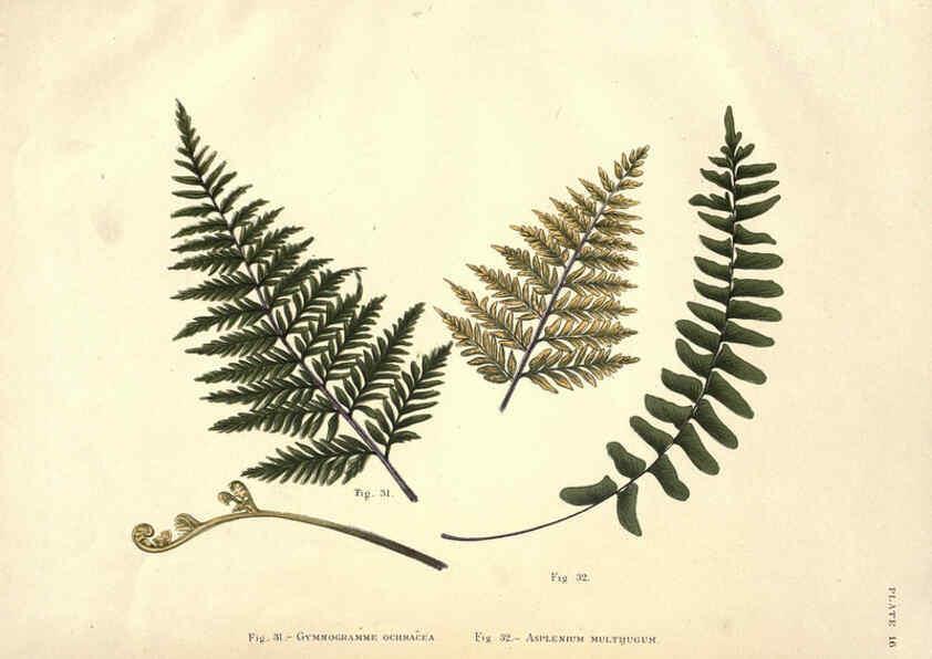 Reproducción/Reproduction 6025230927: Album of Indian ferns London :W. Day, 1887