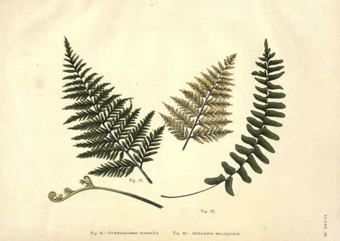 Reproducción/Reproduction 6025230927: Album of Indian ferns London :W. Day, 1887