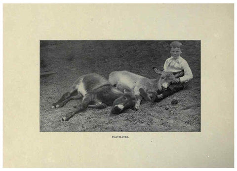 Reproducción/Reproduction 6025802736: The Burro book Pueblo, Colo. :S.M. McCandless,c1900