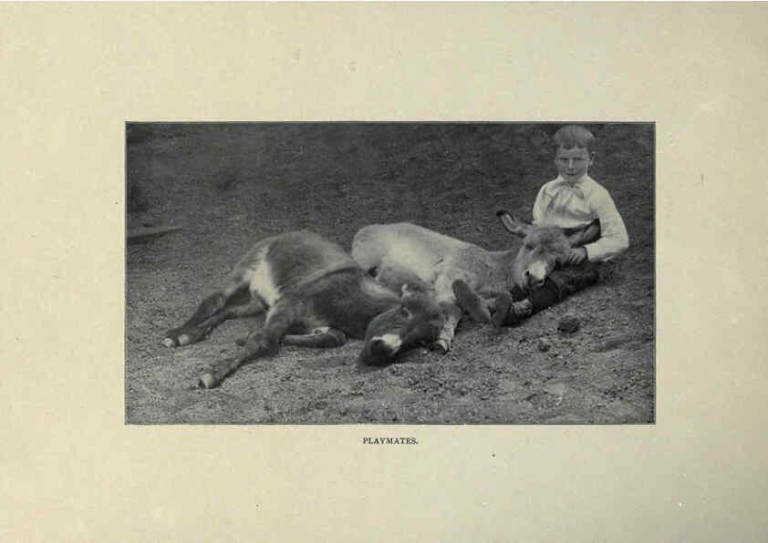 Reproducción/Reproduction 6025802736: The Burro book Pueblo, Colo. :S.M. McCandless,c1900