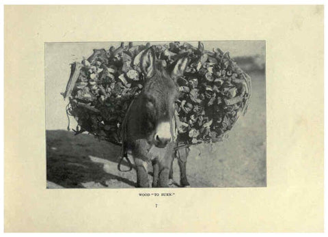 Reproducción/Reproduction 6025803378: The Burro book Pueblo, Colo. :S.M. McCandless,c1900