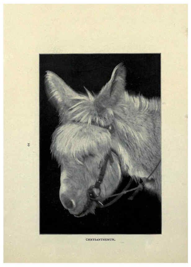 Reproducción/Reproduction 6025249059: The Burro book Pueblo, Colo. :S.M. McCandless,c1900
