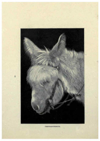 Reproducción/Reproduction 6025249059: The Burro book Pueblo, Colo. :S.M. McCandless,c1900