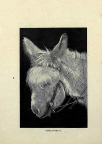 Reproducción/Reproduction 6025249059: The Burro book Pueblo, Colo. :S.M. McCandless,c1900