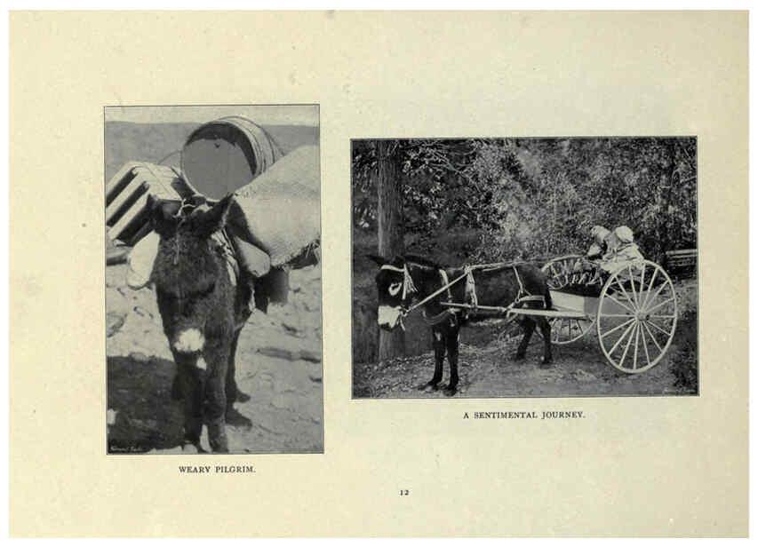 Reproducción/Reproduction 6025804336: The Burro book Pueblo, Colo. :S.M. McCandless,c1900