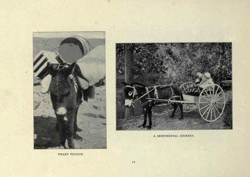Reproducción/Reproduction 6025804336: The Burro book Pueblo, Colo. :S.M. McCandless,c1900