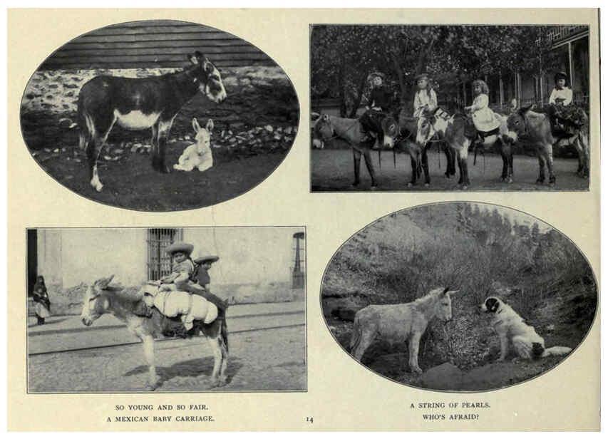 Reproducción/Reproduction 6025804720: The Burro book Pueblo, Colo. :S.M. McCandless,c1900