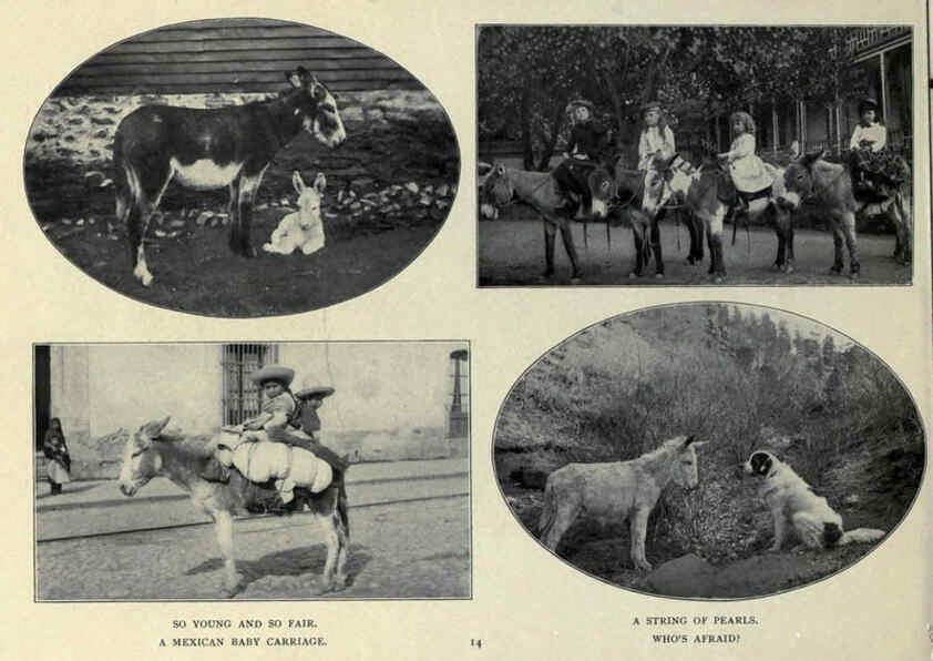 Reproducción/Reproduction 6025804720: The Burro book Pueblo, Colo. :S.M. McCandless,c1900