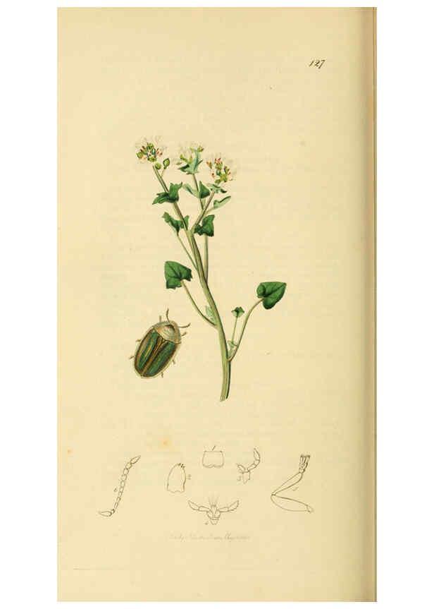 Reproducción/Reproduction 6021907947: British entomology. v.2 London,Printed for the author,1823-40