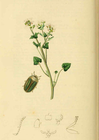 Reproducción/Reproduction 6021907947: British entomology. v.2 London,Printed for the author,1823-40