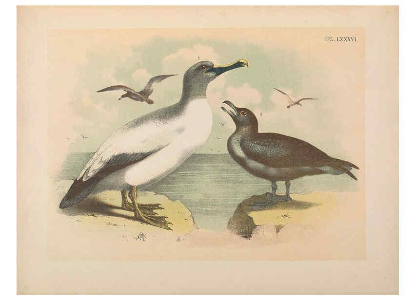Reproducción/Reproduction 6022153831: The birds of North America New York :Published under the auspices of the Natural Science Association of America,1903