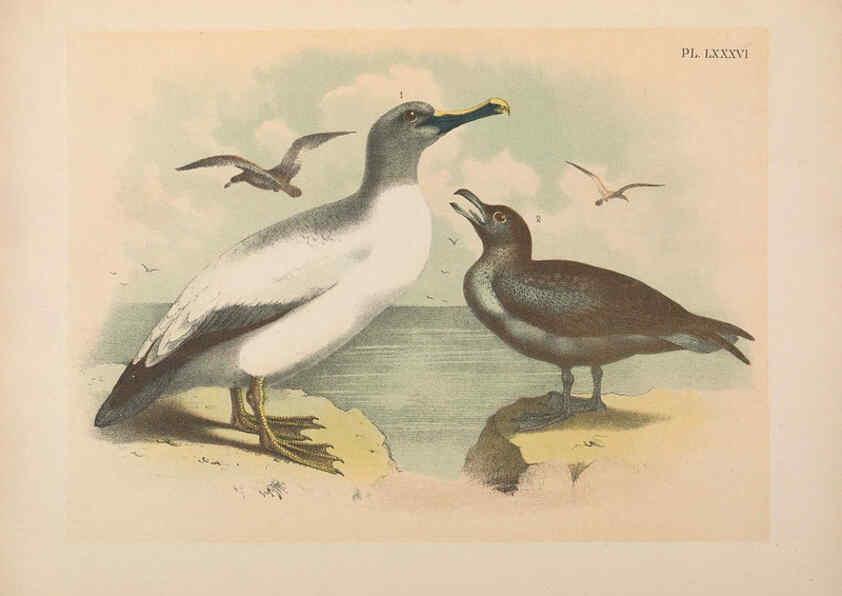 Reproducción/Reproduction 6022153831: The birds of North America New York :Published under the auspices of the Natural Science Association of America,1903