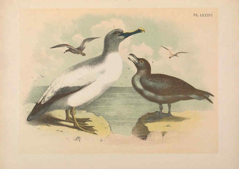Reproducción/Reproduction 6022153831: The birds of North America New York :Published under the auspices of the Natural Science Association of America,1903