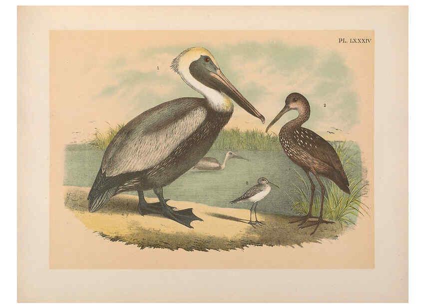 Reproducción/Reproduction 6022152929: The birds of North America New York :Published under the auspices of the Natural Science Association of America,1903
