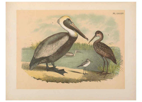 Reproducción/Reproduction 6022152929: The birds of North America New York :Published under the auspices of the Natural Science Association of America,1903