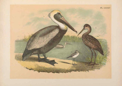 Reproducción/Reproduction 6022152929: The birds of North America New York :Published under the auspices of the Natural Science Association of America,1903
