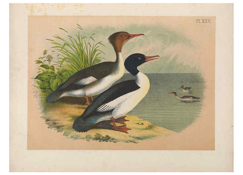 Reproducción/Reproduction 6022131739: The birds of North America New York :Published under the auspices of the Natural Science Association of America,1903