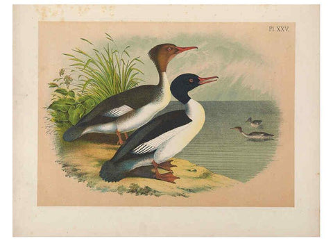 Reproducción/Reproduction 6022131739: The birds of North America New York :Published under the auspices of the Natural Science Association of America,1903