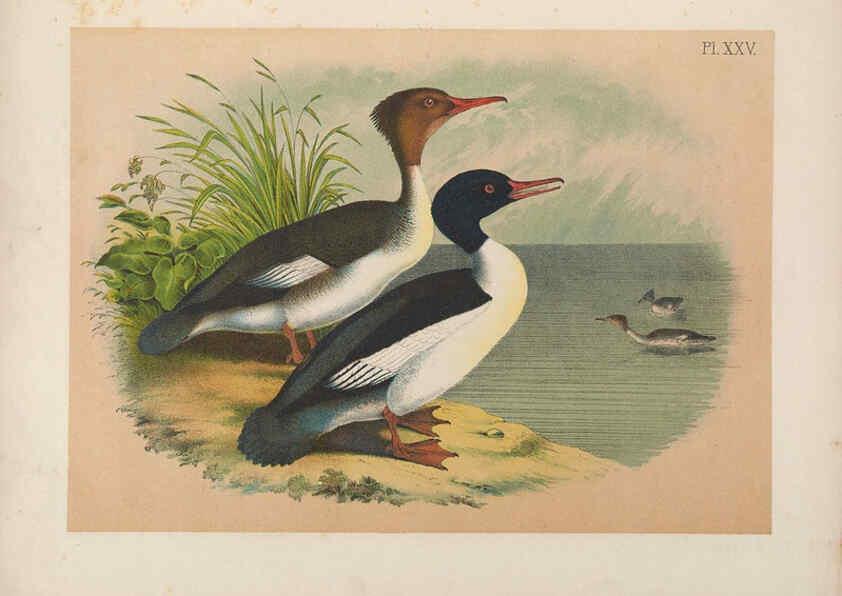 Reproducción/Reproduction 6022131739: The birds of North America New York :Published under the auspices of the Natural Science Association of America,1903