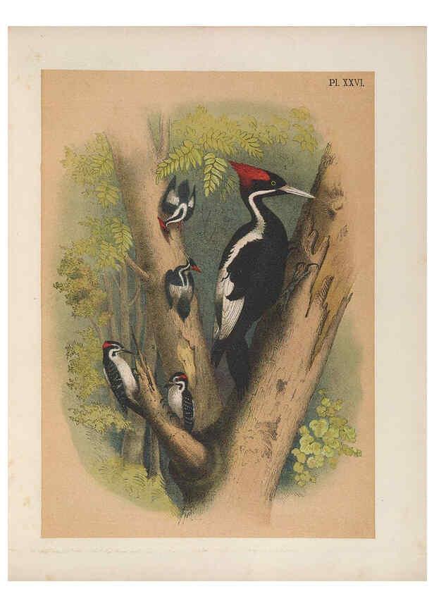 Reproducción/Reproduction 6022688868: The birds of North America New York :Published under the auspices of the Natural Science Association of America,1903