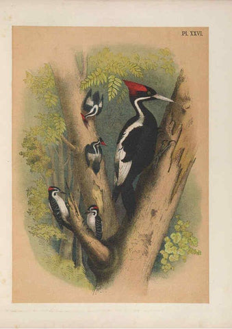 Reproducción/Reproduction 6022688868: The birds of North America New York :Published under the auspices of the Natural Science Association of America,1903