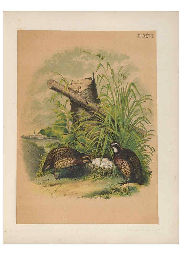 Reproducción/Reproduction 6022132453: The birds of North America New York :Published under the auspices of the Natural Science Association of America,1903